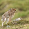 Mountain Hare (Lepus timidus) stretching, Scotland